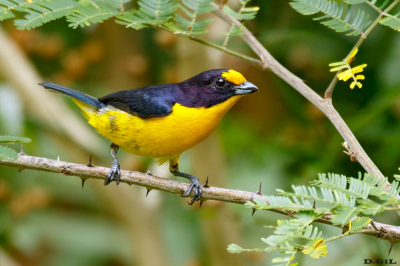 GATURAMO VERDADEIRO (Euphonia violacea)